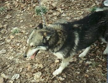 Topdown view of a black with white Alaskan Husky that is walking across a leafy path with its mouth open and tongue out