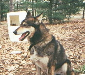 The front left side of a black with white Alaskan Husky is sitting in leaves with a trash can behind it and it is looking to the left.