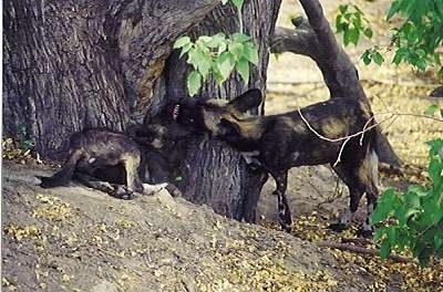 Two African Wild Dogs are playing around a tree.