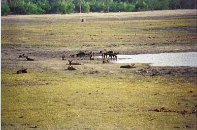 A group of African Wild Dogs drinking water at a watering hole