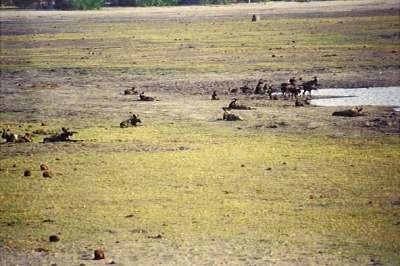 A pack of African Wild Dogs at a watering hole.