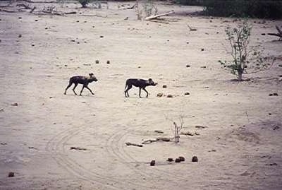 Two African Wild Dogs walking a desert like environment