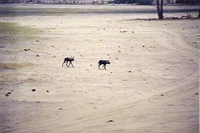 The right side of Two African Wild Dogs that are walking across a sandy terrain.