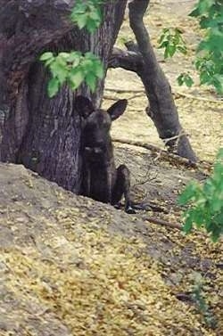 An African Wild Dog is sitting against a tree.