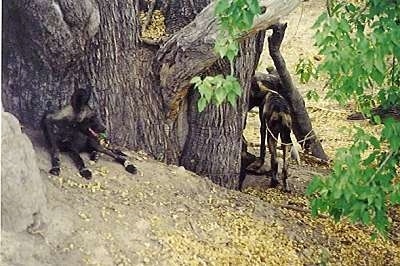 Two African Wild Dogs are laying under a tree and One is Walking around the tree.