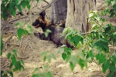 The back left side of an African Wild Dog that is laying next to an old dry tree.