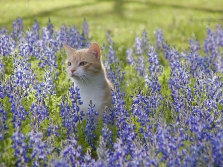 Ashley the Cat is sitting in a field of Lavender flowers