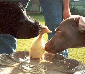 A Weimaraner dog and a Great Dane dog are outside sniffing a yellow duckling in a bird bath