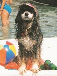 A wet cocker spaniel is sitting on a boat and wearing a hat beach ball with a swimming pool behind him. There is a lady standing in the pool