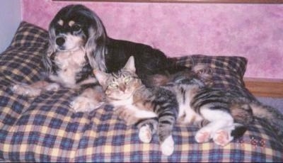 A black and tan dog is laying on a plaid dog pillow next to a grey and tan tiger cat
