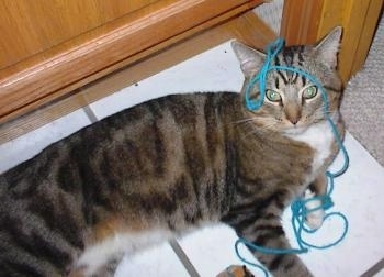 A grey and tan tiger cat is laying on a tiled floor under a table with blue yarn all over its head