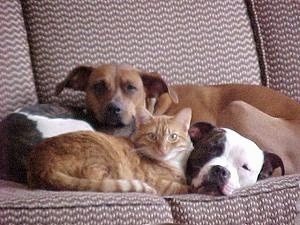 Two dogs on a couch with an orange tabby cat laying down in front of them