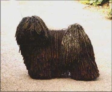 The left side of a black dreaded Puli that is standing across a concrete road and it is looking forward.