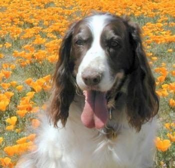 Close up - A brown with white English Springer Spaniel is sitting in a field of orange daffodil flowers. It is looking forward, its mouth is open, its tongue is sticking out and it looks like it is smiling. It has long drop ears with thick hair on them.