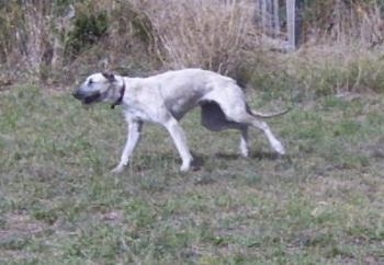 A white with tan Staghound dog running across grass and its mouth is open. It has a black snout and a long tail that it is holding down low.