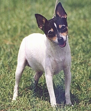 toy fox terrier dogs