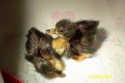 Close up - Two ducklings are next to each other on a paper towel. One is standing and one is laying down.
