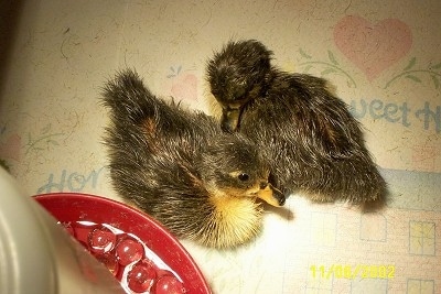 A top down image of two ducklings laying next to each other on a paper towel under a heat lamp next to a water dispenser.