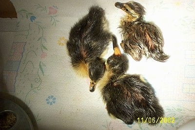 Close up - A top down view of three ducklings laying on a paper towel.
