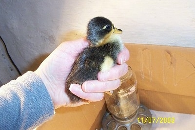 Close up - A duckling is being held in the hands of a person.