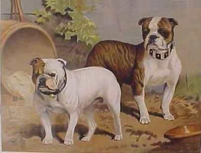 A colored picture of two Bulldogs that are standing next to sewer drain.