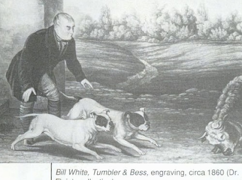 A drawing of the right side of two Bulldogs that are running at a cow with a man standing behind them.