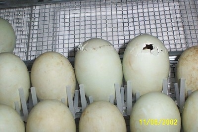 Close up - Two light green eggs in an incubator are beginning to hatch.