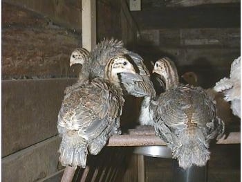 Three keets are standing on a metal bar of an old hay rack that is sideways on the floor of the coop.