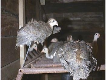 The baby birds perched on a hay rack. A keet is looking at its reflection in a metal mirrorwith another keet on top of the mirror.
