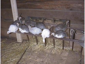 Seven keets are looking forward on a metal hay rack that is sideways on the ground. There is one white keet hanging over and looking at the ground.