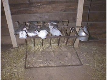 All the keets except one are facing forward on a metal grate. One is looking to the left