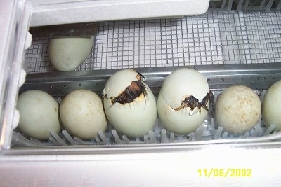 Two ducklings are beginning to come out of the light green eggs in an incubator.