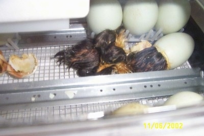 Two newly hatched wet ducklings are standing in an incubator looking in different directions.
