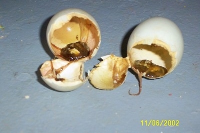 Two empty duckling eggs with slime coming out of them.
