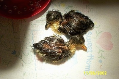A top down view of two ducklings sleeping on a paper towel under a heat lamp begining to dry off.