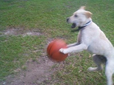 Bullet the Yellow Lab is playing with a basketball outside. The ball is between his front paws and he is up in the air.