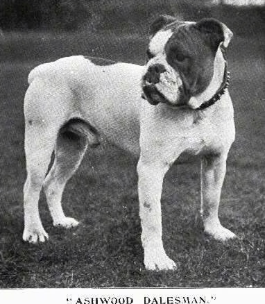 A black and white picture of the right side of a Bulldog that is standing across a yard and it is lookign to the left. Overlaid are the words 'Ashwood Dalesman'.