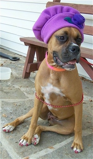 Allie the Boxer is sitting on a stone porch and wearing a purple Chefs hat with a red wooden bench behind her