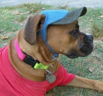Close Up - Allie the Boxer is laying outside and wearing a red shirt with a blue hat and a yellow and pink collar with silver dog tags hanging from it