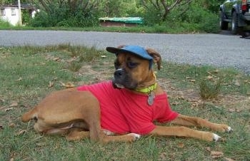 Allie the Boxer is laying outside and wearing a red shirt with a blue hat and a yellow necklace
