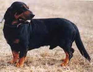 Doe Lola the Alpine Dachsbracke standing on a lawn with its mouth open and tongue out