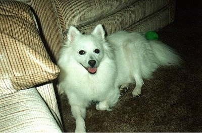 The left side of a white American Eskimo Dog that is laying against a couch