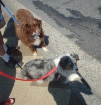 Topdown view of Two Australian Shepherds that are standing and sitting curbside. They are both looking to the right.