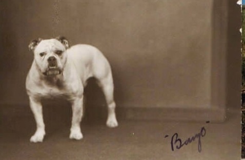 A picture of a white Bulldog standing in front of a wall. Written on the picture is the word '-Bingo-'.