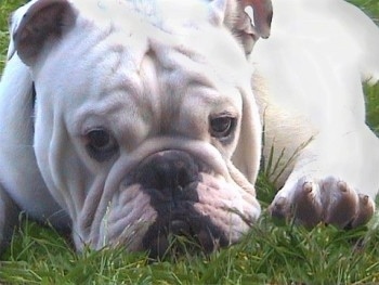 Close Up - Bjorn the Bulldog laying in grass looking relaxed