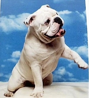 Bjorn the Bulldog, with its mouth open and tongue out, sitting on a blanket with a sky backdrop behind him.