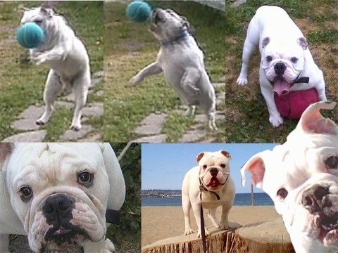 Bjorn the Bulldog in a photo compilation. Top Left - Bjorn the Bulldog with a caught Ball. Top Middle - Bjorn jumping to catch a Ball. Top Right - Bjorn with its mouth open and tongue and standing over a ball. Bottom Left - Close Up - Bjorns Face. Bottom Right - Bjorn standing on a stump at the beach. Picture of Bjorn overlayed in the bottom right corner