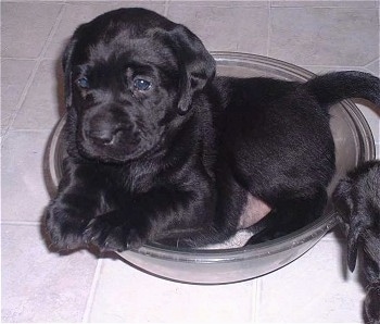 A black Labrador Retriever is laying on a tiled floor in a glass bowl.