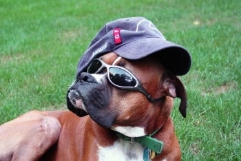 Buddy the fawn and black Boxer is wearing a baseball hat that is on sideways and a pair of sunglasses while laying outside in the grass
