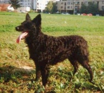 A Croatian Sheepdog is standing outside in grass with buildings in the background. Its mouth is open and its long tongue is out.
